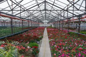 Plant green house flowers nursery