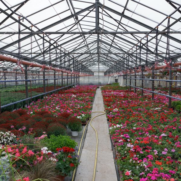 Plant green house flowers nursery