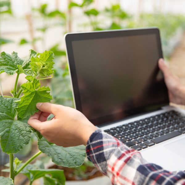 woman-science-assistant-agricultural-officer-greenhouse-farm-research-melon (1)